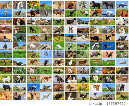 動物のアイコンがたくさん並ぶコラージュ画像 126597462