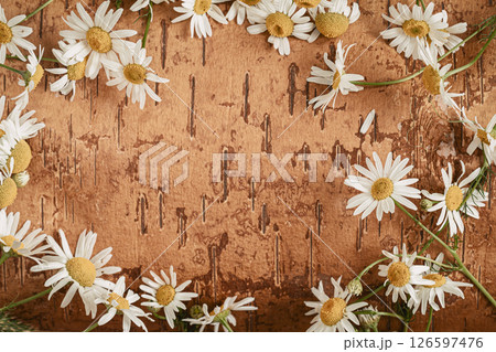 Chamomile flowers, Daisy flowers on natural birch bark create gentle floral frame, template, copy space. Concept of nature harmony, floral design, summer holidays, organic background 126597476