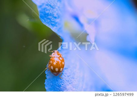 花びらにとまるテントウムシ 126597499