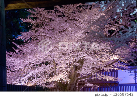 弘前公園の桜 126597542