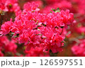 赤いツツジ 126597551