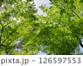 森林浴 126597553