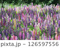 ルピナス群生 126597556