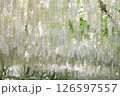 白い藤の花 126597557