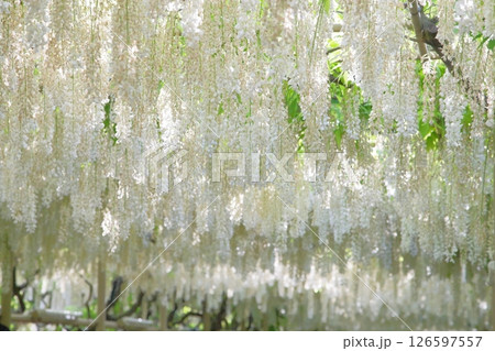 白い藤の花 126597557