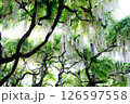 白藤 126597558