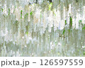 白い藤 126597559