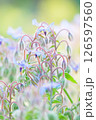 青い星型の花 126597560