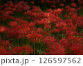彼岸花の咲くころ 126597562