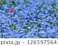 青の中の一輪の赤 126597564