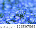 青いネモフィラ 126597565