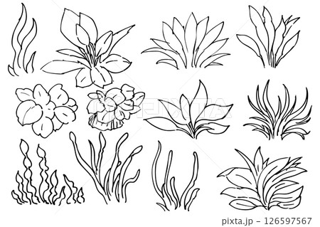 シンプルな水草のイラストの線画素材 ベクター シンプルな水草のイラストの線画素材 ベクター 126597567
