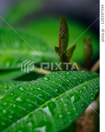 Fresh nature Close up Green leaf with water dew drop after rain. Fresh nature Close up Green leaf with water dew drop after rain. 126597594