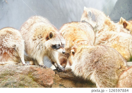 長崎バイオパークのアライグマの群れ 126597884