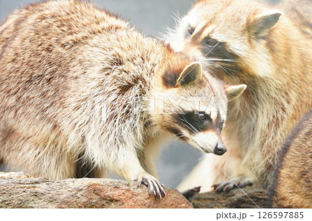 長崎バイオパークのアライグマの群れ 126597885