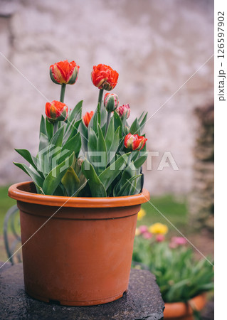 Bright orange tulips blooming in a terracotta pot in a garden setting during spring Bright orange tulips blooming in a terracotta pot in a garden setting during spring 126597902