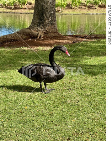 芝生の上を歩く黒鳥 126597910
