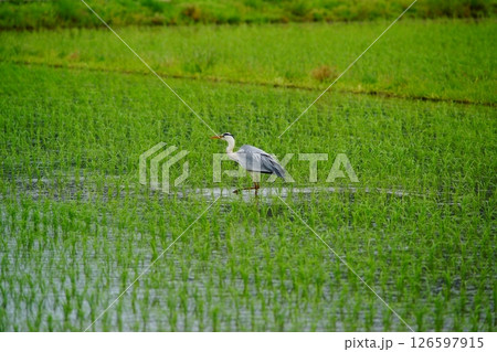 水田のアオサギ 126597915