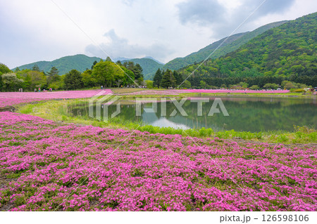 富士本栖湖リゾート 芝桜 126598106