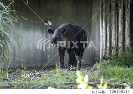 ベアードバク 126598113