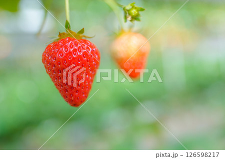 いちご イチゴ 苺  126598217