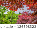 新倉山浅間神社 富士山 126598322