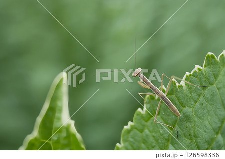 紫陽花の葉に止まるカマキリの成虫 126598336