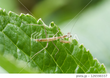 紫陽花の葉にとまるカマキリ 126598337
