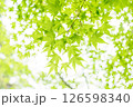 もみじ 青もみじ 126598340