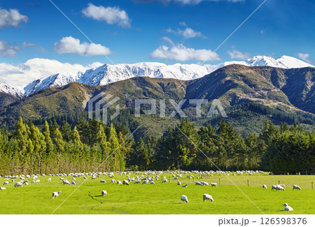Beautiful landscape with grazing sheep Beautiful landscape with grazing sheep 126598376