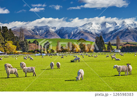 Beautiful New Zealand landscape 126598383