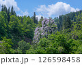 新緑に包まれる山肌 藤の花 126598458