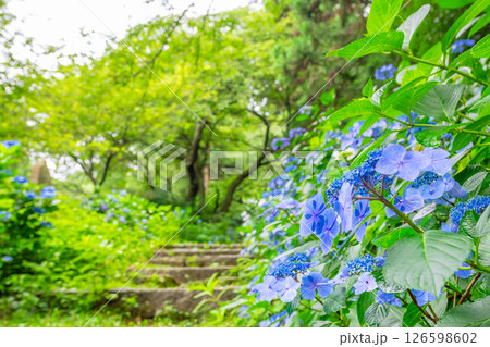 青い紫陽花と緑生い茂る木々と石の階段 青い紫陽花と緑生い茂る木々と石の階段 126598602