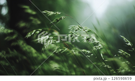 風に揺れる草のクローズアップ｜自然のやさしさと癒しを感じる背景素材 126598659