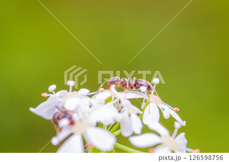 シャクの花の蜜を吸うアリ 126598756