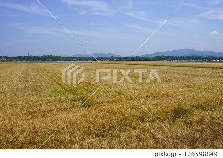 どこまでも続く広大な大麦畑・大分県宇佐市 126598849