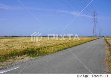 どこまでも続く広大な大麦畑・大分県宇佐市 126598851