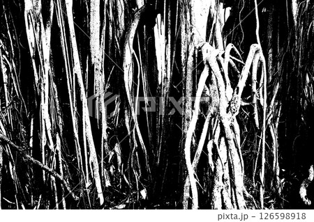 Big tree roots as wooden textured backdrop, black and white vector 126598918