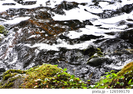 白駒池の苔の森と水面 白駒池の苔の森と水面 126599170