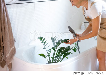 A woman in an apron washes Zamioculcas zamiifolia houseplant from the shower in the bathroom. Care of potted plants, watering, dusting, humidification A woman in an apron washes Zamioculcas zamiifolia houseplant from the shower in the bathroom. Care of potted plants, watering, dusting, humidification 126599224