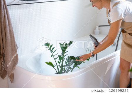 A woman in an apron washes Zamioculcas zamiifolia houseplant from the shower in the bathroom. Care of potted plants, watering, dusting, humidification 126599225