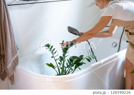 A woman in an apron washes Zamioculcas zamiifolia houseplant from the shower in the bathroom. Care of potted plants, watering, dusting, humidification A woman in an apron washes Zamioculcas zamiifolia houseplant from the shower in the bathroom. Care of potted plants, watering, dusting, humidification 126599226