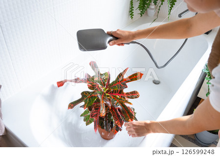 A woman in an apron washes the Croton Codium houseplant from the shower in the bathroom. Care of potted plants, watering, dusting, humidification A woman in an apron washes the Croton Codium houseplant from the shower in the bathroom. Care of potted plants, watering, dusting, humidification 126599248