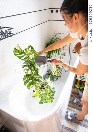A woman in an apron washes the Monstera Alba variegata houseplant from the shower in the bathroom. Care of potted plants, watering, dusting, humidification 126599259