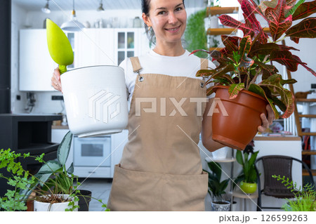Repotting and caring home plant codium croton into new pot in home interior. Woman breeds and grows plants hobby, holds tropical plant with red leaves 126599263