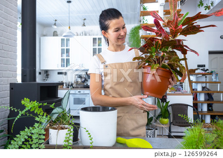 Repotting and caring home plant codium croton into new pot in home interior. Woman breeds and grows plants hobby, holds tropical plant with red leaves 126599264