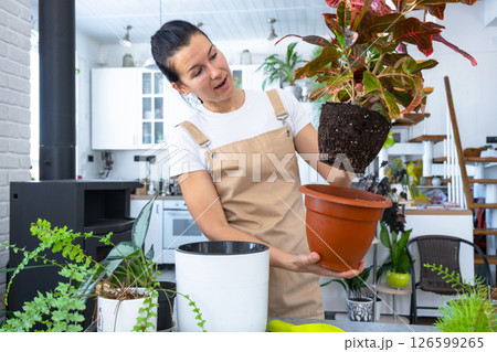 Repotting and caring home plant codium croton into new pot in home interior. Woman breeds and grows plants hobby, holds tropical plant with red leaves Repotting and caring home plant codium croton into new pot in home interior. Woman breeds and grows plants hobby, holds tropical plant with red leaves 126599265