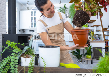 Repotting and caring home plant codium croton into new pot in home interior. Woman breeds and grows plants hobby, holds tropical plant with red leaves 126599269