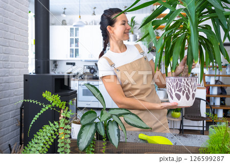 Repotting and caring home plant Yucca into new pot in home interior. Woman breeds and grows plants hobby, holds tropical plant Dracaena Repotting and caring home plant Yucca into new pot in home interior. Woman breeds and grows plants hobby, holds tropical plant Dracaena 126599287
