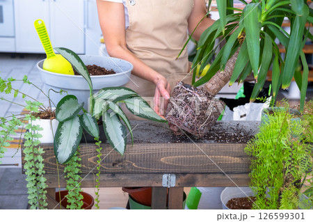 Repotting and caring home plant Yucca into new pot in home interior. Woman breeds and grows plants hobby, holds tropical plant Dracaena 126599301